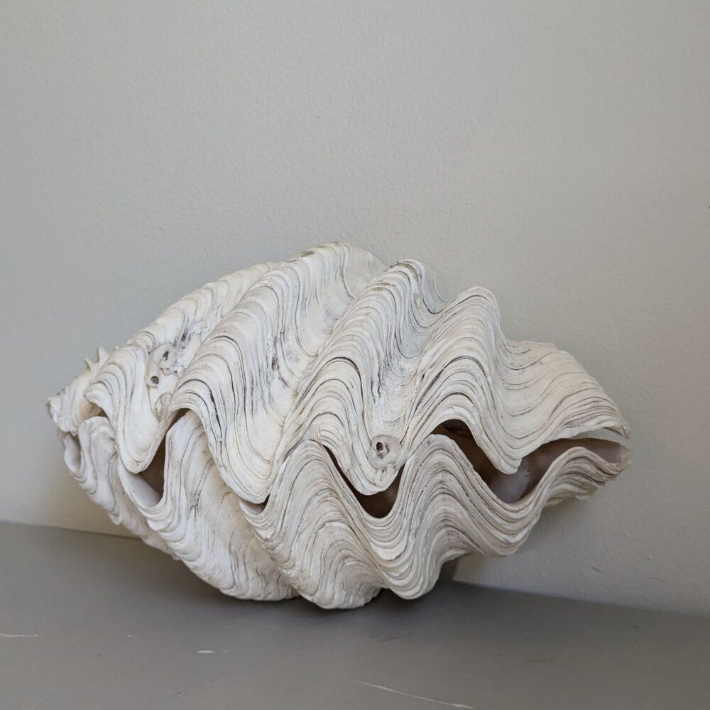 10" Tridacna Gigas Giant Clam Shell Matching Pair Ruffled Surface aquarium decor